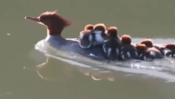 Viral Video: తల్లిప్రేమకు హద్దులు లేవని నిరూపించిన బాతు.. పిల్లలను వీపుపై కూర్చోబెట్టుకుని నదిలో ఈదులాట