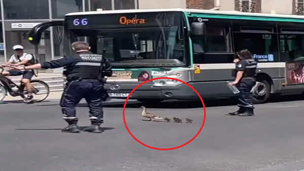 Viral Video: పిల్లలతో రోడ్డు దాటుతున్న బాతు.. సాయం చేసిన పోలీసులు.. వీడియో చూస్తే మీరు కూడా సెల్యూట్ చేస్తారు!