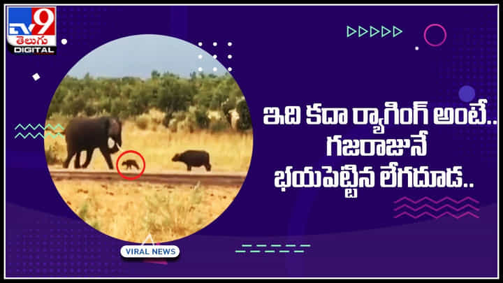 Elephant - Calf: ఇది కదా ర్యాగింగ్ అంటే.. గజరాజునే భయపెట్టిన లేగదూడ.. ట్రెండ్ మార్చిన వీడియో.. Elephant - Calf: ఇది కదా ర్యాగింగ్ అంటే.. గజరాజునే భయపెట్టిన లేగదూడ.. ట్రెండ్ మార్చిన వీడియో..