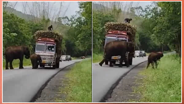 Viral Video: ఈ రోడ్డు మీదుగా వెళ్తే ఏనుగు ట్యాక్స్ కట్టాల్సిందే.. జోరుగా సాగుతున్న తల్లి కూతుళ్ల వసూళ్లు..