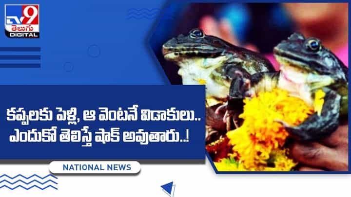 కప్పలకు పెళ్లి, ఆ వెంటనే విడాకులు.. దీని వెనుక కథ తెలిస్తే షాక్ అవుతారు కప్పలకు పెళ్లి, ఆ వెంటనే విడాకులు.. దీని వెనుక కథ తెలిస్తే షాక్ అవుతారు