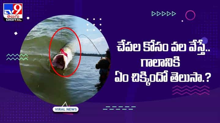 Viral: చేపల కోసం వల వేసాడు.. చిక్కింది చూసి స్టన్ అయ్యాడు !! Viral: చేపల కోసం వల వేసాడు.. చిక్కింది చూసి స్టన్ అయ్యాడు !!