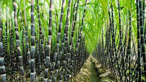 Viral: పైనుంచి చూస్తే చెరుకు తోటే.. లోపలికెళ్లి చెక్ చేసిన పోలీసుల దిమ్మతిరిగిపోయింది