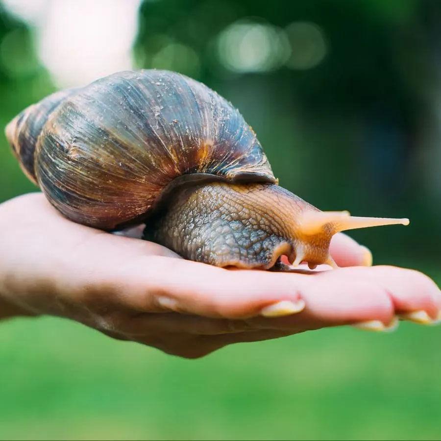 Giant African snails Causes Meningitis: అమెరికాలోని ఫ్లోరిడాలోని గల్ఫ్ తీరంలో వందలాది ఆఫ్రికన్ నత్తలను గుర్తించారు. ఇవి మొక్కలకు ప్రమాదకరమని గుర్తించారు. మనుషుల్లో కూడా అరుదైన మెనింజైటిస్ వ్యాపించే ప్రమాదం ఉందని నిపుణులు చెబుతున్నారు. US డిపార్ట్‌మెంట్ ఆఫ్ అగ్రికల్చర్ తన నివేదిక ప్రకారం.. ఈ నత్తలు తూర్పు ఆఫ్రికాలో కనిపిస్తాయని, ప్రపంచంలోని అత్యంత ప్రమాదకరమైన నత్తలలో ఇవి ఉన్నాయని రాయిటర్స్ తెలిపింది.