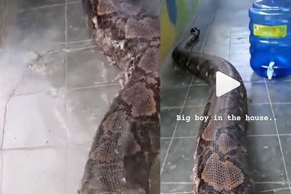 Viral Video: బాబోయ్.. భారీ కొండచిలువ.. రహస్యంగా ఇంట్లోకి ప్రవేశించింది.. వీడియో చూస్తే షాక్ అవుతారు..!