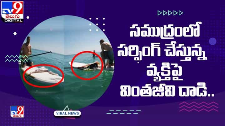 Viral: ఓరి దేవుడో !! సముద్రంలో సర్ఫింగ్ చేస్తున్న వ్యక్తిపై వింతజీవి దాడి Viral: ఓరి దేవుడో !! సముద్రంలో సర్ఫింగ్ చేస్తున్న వ్యక్తిపై వింతజీవి దాడి