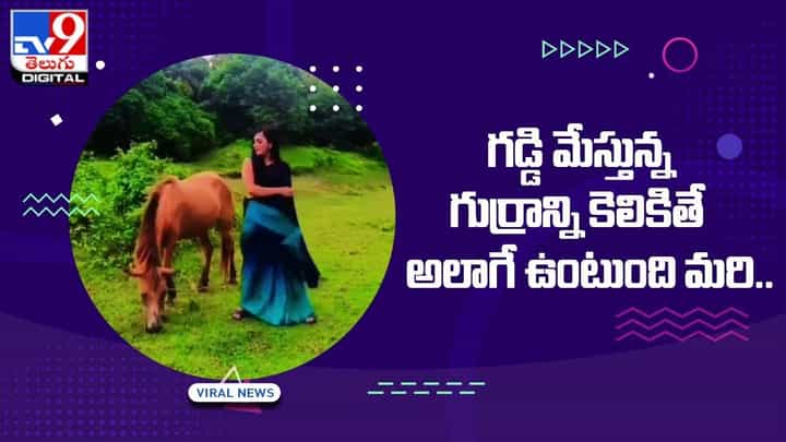 Viral Video: గడ్డి మేస్తున్న గుర్రాన్ని కెలికితే అలాగే ఉంటుంది మరి.. ఏమి చేసిందో మీరు ఓ లుక్ వేయండి Viral Video: గడ్డి మేస్తున్న గుర్రాన్ని కెలికితే అలాగే ఉంటుంది మరి.. ఏమి చేసిందో మీరు ఓ లుక్ వేయండి