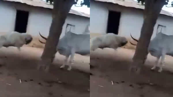 Funny Video: మేకపోతు గాంభీర్యం.. కొమ్ములున్నాయని ఎగిరిపడింది.. ఎద్దు ఏం చేసిందో తెలిస్తే తిక్కకుదిరింది అంటారు..!