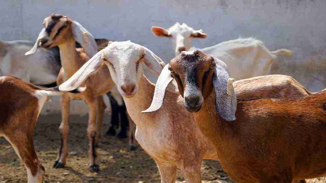 Goat Theft: పండుగ వేళ స్టార్ క్రికెటర్‌కు షాక్.. అర్థరాత్రి మేకను ఎత్తుకెళ్లిన దుండగలు..!