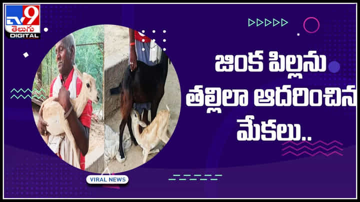 Rare Friendship: జింక పిల్లను తల్లిలా ఆదరించిన మేకలు.. పాలిచ్చి మరీ కాపాడాయి.. ఎమోషనల్ వీడియో.. Rare Friendship: జింక పిల్లను తల్లిలా ఆదరించిన మేకలు.. పాలిచ్చి మరీ కాపాడాయి.. ఎమోషనల్ వీడియో..