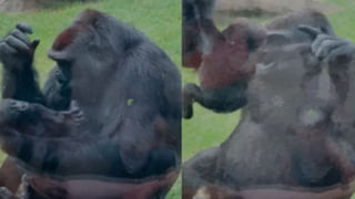 Viral Video: టవల్‌ను అమాంతం మింగిన పైథాన్.. ఆపై ఉక్కిరి బిక్కిరి.. వెటర్నరీ డాక్టర్లు ఏం చేశారంటే..?