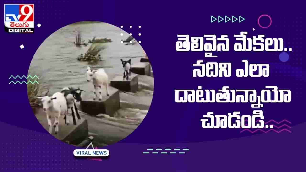 తెలివైన మేకలు.. నదిని ఎలా దాటుతున్నాయో చూడండి..