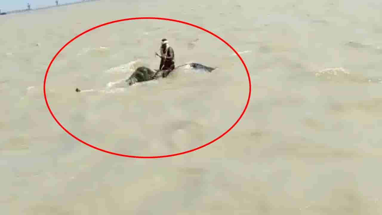 Viral Video: వరదలో చిక్కుకున్న మావటిని కాపాడిన గజరాజు.. రెండు కిలోమీటర్లు గంగా నది ప్రవాహంలో..