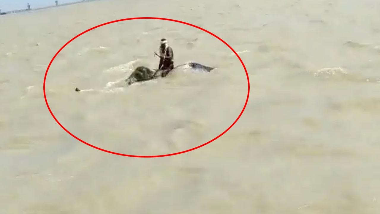 Viral Video: వరదలో చిక్కుకున్న మావటిని కాపాడిన గజరాజు.. రెండు కిలోమీటర్లు గంగా నది ప్రవాహంలో..