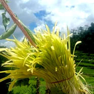 Harela Festival Nature Festival Harela Celebrations Started In The
