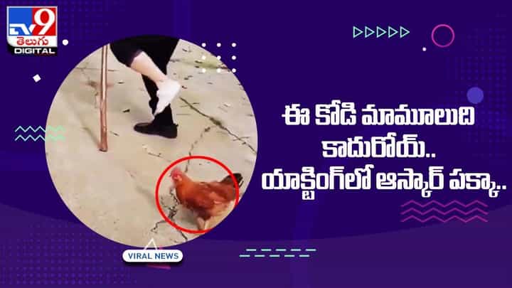 ఈ కోడి మామూలుది కాదురోయ్..యాక్టింగ్లో ఆస్కార్ పక్కా.. ఈ కోడి మామూలుది కాదురోయ్..యాక్టింగ్లో ఆస్కార్ పక్కా..