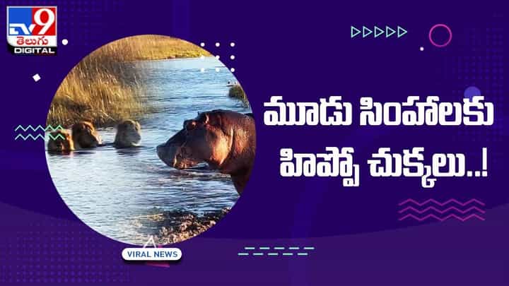 Viral: నువ్వు రాజు అయితే నాకేంటి !! మూడు సింహాలకు హిప్పో చుక్కలు !! Viral: నువ్వు రాజు అయితే నాకేంటి !! మూడు సింహాలకు హిప్పో చుక్కలు !!