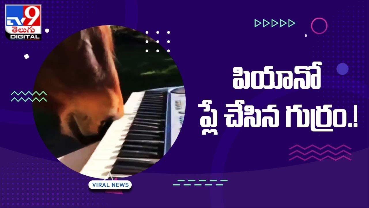 Viral Video: పియానో ప్లే చేసిన గుర్రం.. నెట్టింట వీడియో వైరల్