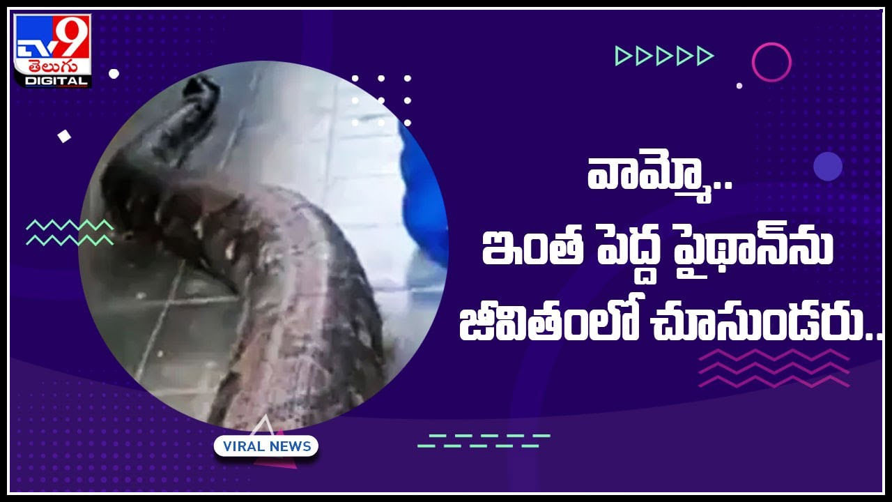 Python Viral Video: వామ్మో.. ఇంత పెద్ద పైథాన్‌ను జీవితంలో చూసుండరు.. ఒళ్ళు గగుర్పొడిచే వీడియో..