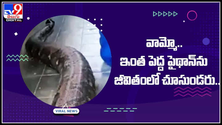 Python Viral Video: వామ్మో.. ఇంత పెద్ద పైథాన్ను జీవితంలో చూసుండరు.. ఒళ్ళు గగుర్పొడిచే వీడియో.. Python Viral Video: వామ్మో.. ఇంత పెద్ద పైథాన్ను జీవితంలో చూసుండరు.. ఒళ్ళు గగుర్పొడిచే వీడియో..