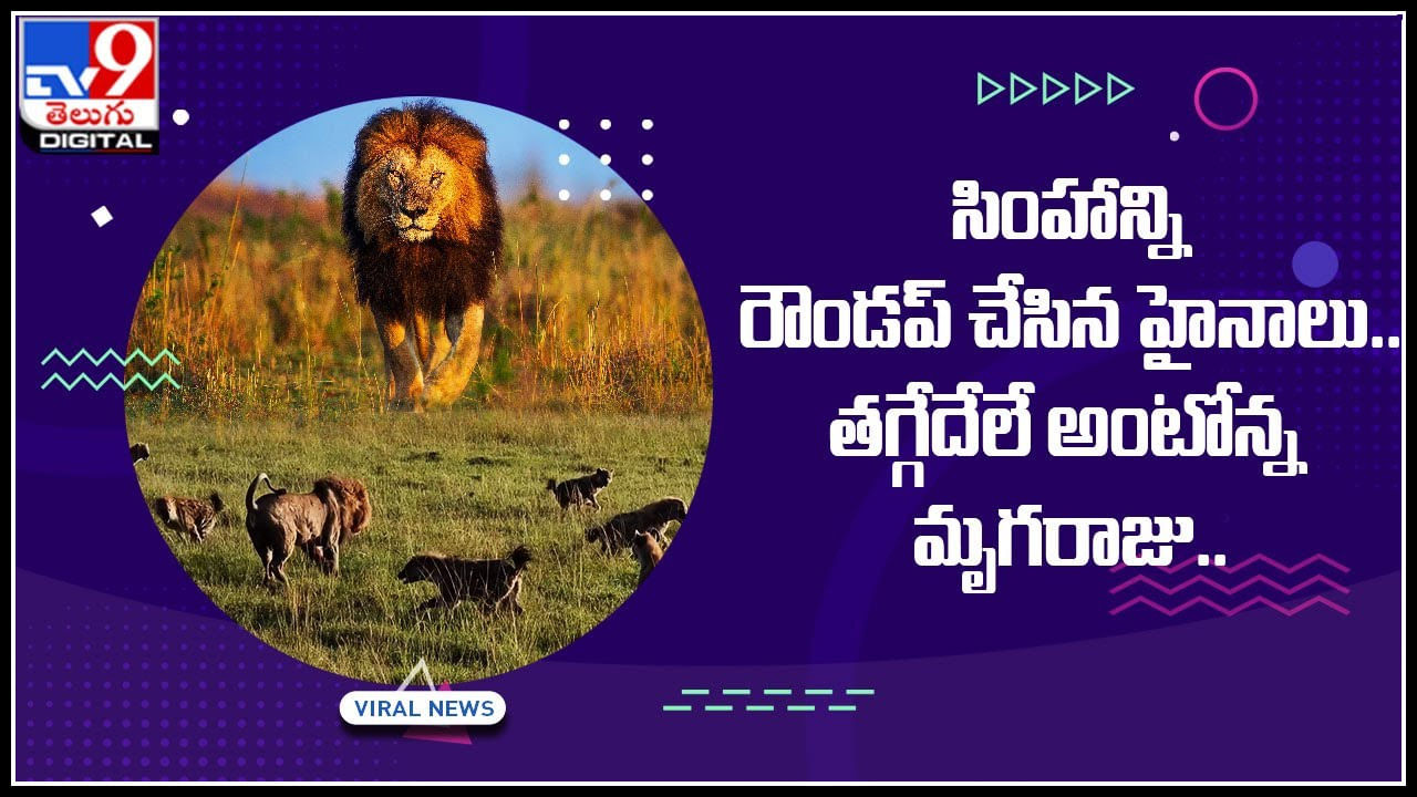 Hyenas-lion: హైనాల గుంపుతో సింహం ఒంటరి పోరాటం.. తగ్గేదేలే అంటోన్న మృగరాజు..