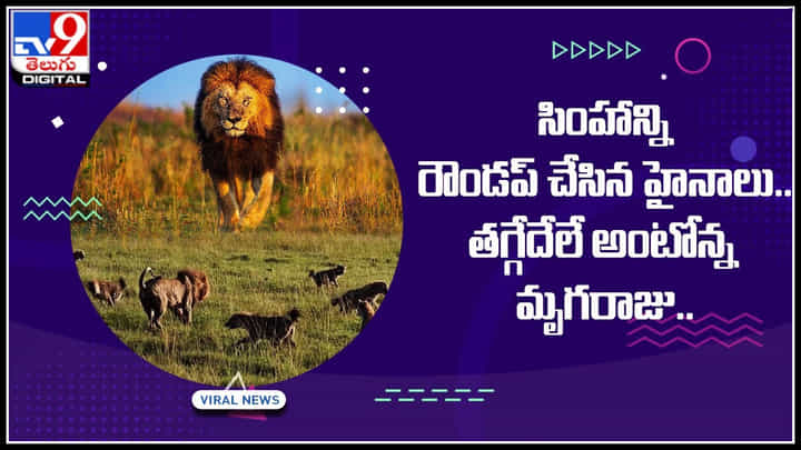 Hyenas-lion: హైనాల గుంపుతో సింహం ఒంటరి పోరాటం.. తగ్గేదేలే అంటోన్న మృగరాజు.. Hyenas-lion: హైనాల గుంపుతో సింహం ఒంటరి పోరాటం.. తగ్గేదేలే అంటోన్న మృగరాజు..