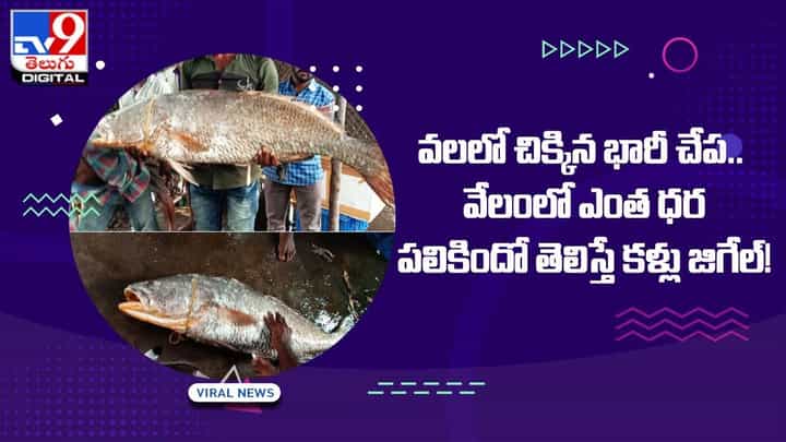 వలలో చిక్కిన భారీ చేప.. వేలంలో ఎంత ధర పలికిందో తెలిస్తే కళ్లు జిగేల్ !! వలలో చిక్కిన భారీ చేప.. వేలంలో ఎంత ధర పలికిందో తెలిస్తే కళ్లు జిగేల్ !!