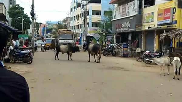 Kakinada: తునిలో తాడిపెద్దు బీభత్సం..10 మందిపై దాడి.. కుక్క కరవడంతో రాబిస్ సోకినట్లు నిర్ధారణ