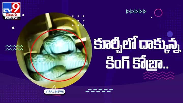 కుర్చీలో దాక్కున్న కింగ్ కోబ్రా.. ఎక్కడుందో తెలిస్తే గుండె గుభేల్ కుర్చీలో దాక్కున్న కింగ్ కోబ్రా.. ఎక్కడుందో తెలిస్తే గుండె గుభేల్
