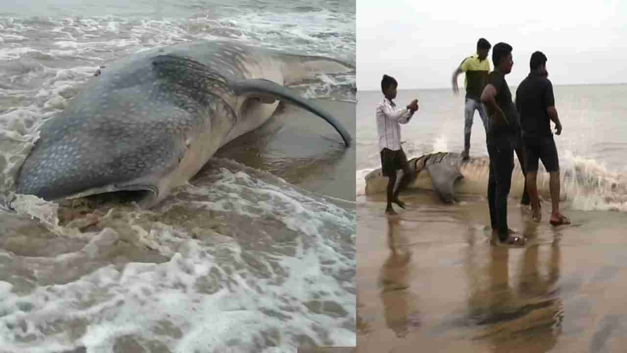 Largest Shark Fish: అలల ఉధృతికి సముద్రం ఒడ్డుకు కొట్టుకు వచ్చిన భారీ సొర చేప... ఔషధాలలో తయారీకి వినియోగం..