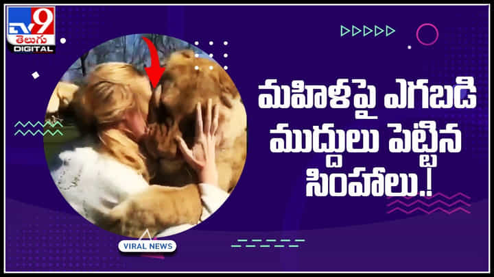 Lions kissing woman: మహిళపై ఎగబడి హగ్ లు , ముద్దులు పెట్టిన సింహాలు.. చూస్తేంటే కళ్ళు చెదిరిపోతున్నయ్.. Lions kissing woman: మహిళపై ఎగబడి హగ్ లు , ముద్దులు పెట్టిన సింహాలు.. చూస్తేంటే కళ్ళు చెదిరిపోతున్నయ్..