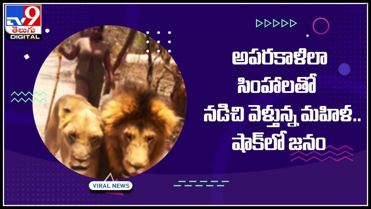 Lions with young woman: అపరకాళిలా సింహాలతో నడిచి వెళ్తున్న మహిళ.. షాక్‌లో జనం..