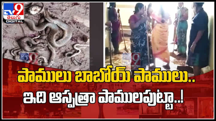 Snakes in Hospital: పాములు బాబోయ్ పాములు.. ఇది ఆస్పత్రా పాములపుట్టా..! బెడ్ కదిలిస్తే కుప్పలే.. Snakes in Hospital: పాములు బాబోయ్ పాములు.. ఇది ఆస్పత్రా పాములపుట్టా..! బెడ్ కదిలిస్తే కుప్పలే..