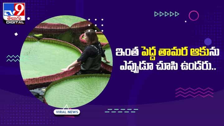 ఇంత పెద్ద తామర ఆకును ఎప్పుడూ చూసి ఉండరు ఇంత పెద్ద తామర ఆకును ఎప్పుడూ చూసి ఉండరు