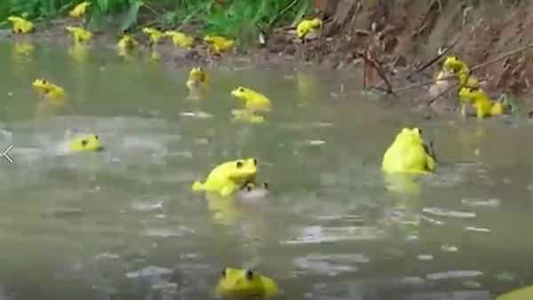 Lover Frogs: వర్షాలకు సందడి చేస్తోన్న కప్పలు.. ఆడకప్పల కోసం రంగు మార్చుకున్న మగ కప్పలు.. వింతగా చూస్తోన్న జనం..