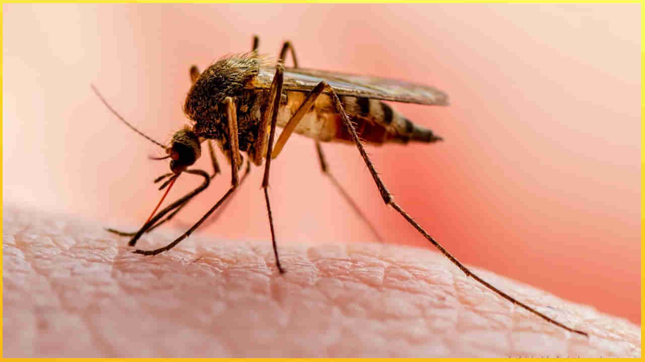 Malaria: మలేరియా వస్తే బొప్పాయి మాత్రమే కాకుండా వీటిని కూడా తింటే ఎంతో ప్రయోజనం