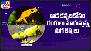 Mayor weads crocodile: మొసలిని పెళ్లి చేసుకున్న మేయర్.. ఎందుకో తెలిస్తే షాక్ అవ్వాల్సిందే..!