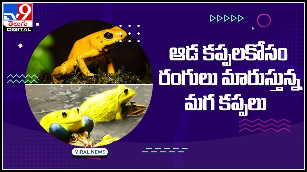 Lover Frogs: ప్రేమ ఎంత మధురమో.. ఆడ కప్పల కోసం రంగులు మారుస్తున్న మగ కప్పలు..