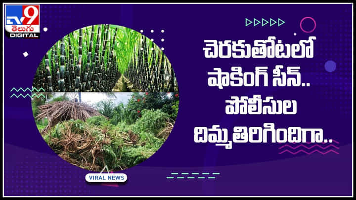 Sugarcane Plantation: పైకి చెరకు తోటే.. లోపల యవ్వారం మాములుగా లేదుగా.. పోలీసుల ఎంట్రీతో సీన్ రివర్స్... Sugarcane Plantation: పైకి చెరకు తోటే.. లోపల యవ్వారం మాములుగా లేదుగా.. పోలీసుల ఎంట్రీతో సీన్ రివర్స్...