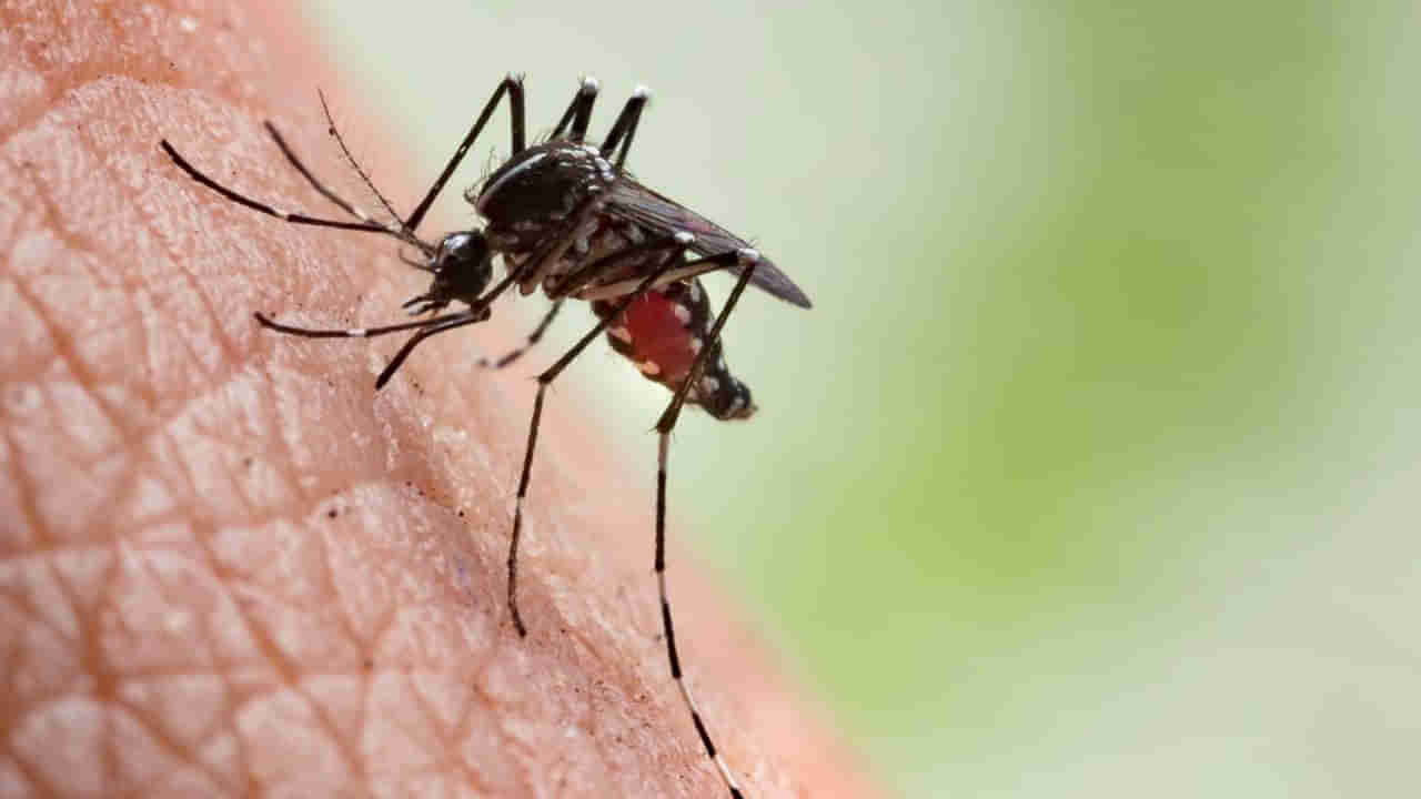 Prevent Mosquito: దోమలు తెగ కుట్టేస్తున్నాయా? ఇలా చేస్తే మచ్చర్ మచ్చుకైనా కనిపించదు..