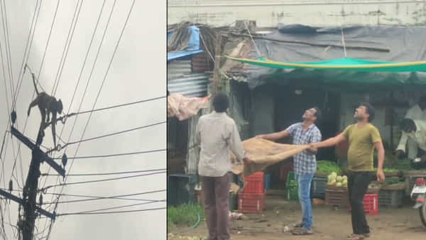 Viral Video : కోతి చేష్టలు అంటే ఇదేనేమో.. కరెంట్ పోల్ ఎక్కి కష్టాలు తెచ్చుకుంది.. ఆ తర్వాత చూడాలి మరీ