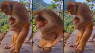 Optical Illusions: ఈ చిత్రంలో గీతల మాటున దాగున్న 12 చుక్కలు.. కనిపెడితే మీరు తోపు అంతే..