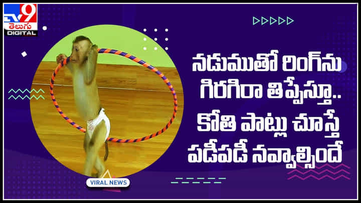 Monkey Viral Video: నడుముతో రింగ్ ను గిరగిరా తిప్పేస్తూ.. కోతి పాట్లు చూస్తే పడీపడీ నవ్వాల్సిందే.. Monkey Viral Video: నడుముతో రింగ్ ను గిరగిరా తిప్పేస్తూ.. కోతి పాట్లు చూస్తే పడీపడీ నవ్వాల్సిందే..