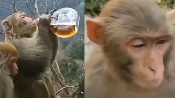 Viral Video: పక్కా తాగుబోతులకు గురువే భయ్యా ఇది.. ఎత్తిన బాటిల్ దింపితే ఒట్టు..