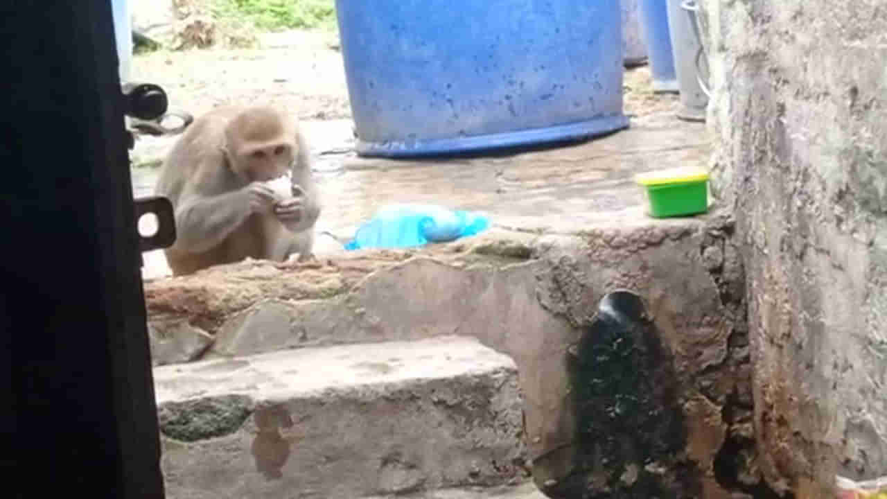 Non veg monkey: మాంసాహరిగా మారిపోయిన కోతి.. తిండికోసం ఏం చేస్తుందో చూస్తే షాక్‌ అవుతారు..!