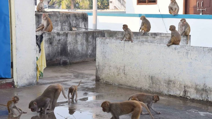 Uttar Pradesh: అమ్మో రౌడీ కోతులు.. మూడు అంతస్థుల భవనంపై నుంచి పడినా అతన్ని వదల్లేదు..!