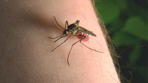 Health Tips: దోమ కుట్టిన చోట దురదగా ఉందని గోకేస్తున్నారా.. తస్మాత్ జాగ్రత్త.. ఈ వ్యాధి బారిన పడే ఛాన్స్..
