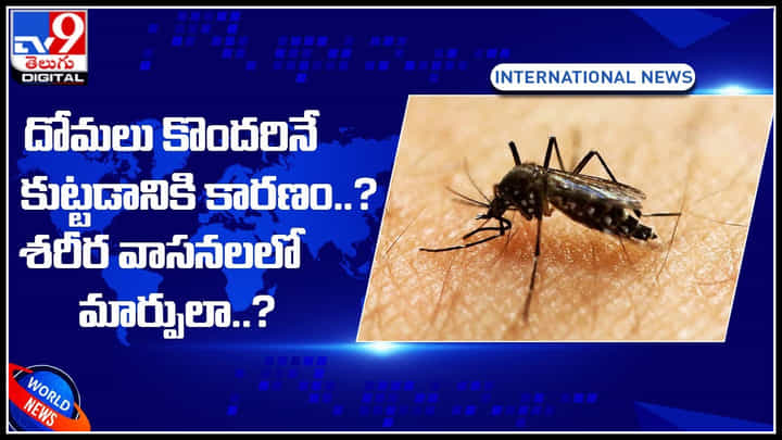 Mosquitoes: దోమలు కొందరినే కుట్టడానికి కారణం.. ? శరీర వాసనలలో మార్పులా..? Mosquitoes: దోమలు కొందరినే కుట్టడానికి కారణం.. ? శరీర వాసనలలో మార్పులా..?