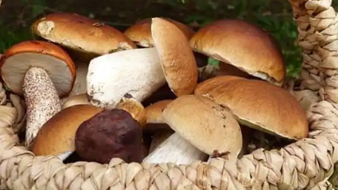 Mushroom Benefits: పుట్టగొడుగులతో గుండె పదిలం.. ప్రయోజనాలు తెలిస్తే అస్సలు వదిలిపెట్టరు..