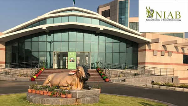 NIAB Hyderabad Jobs 2022: బీఈ/బీటెక్ అర్హతతో.. హైదరాబాద్లోని నేషనల్ ఇన్స్టిట్యూట్ ఆఫ్ యానిమల్ బయోటెక్నాలజీలో ఉద్యోగాలు..
